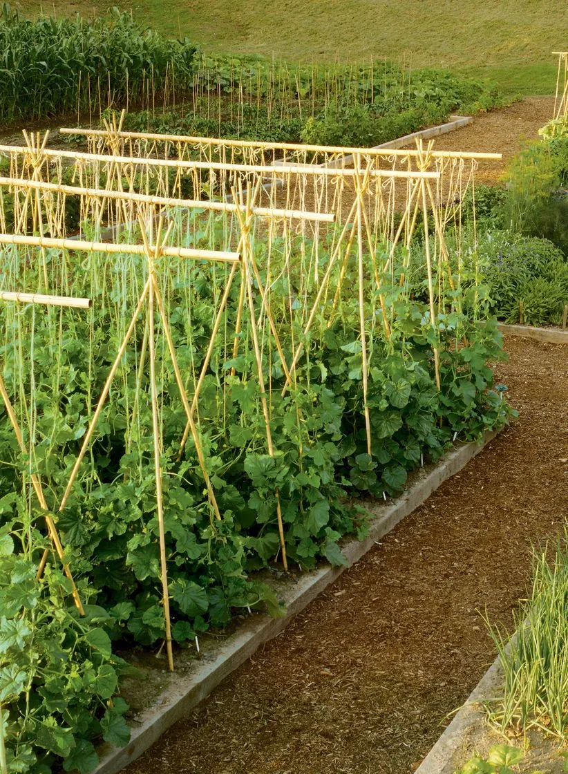 10-12mm Bamboo Stakes -  5' -  25pk