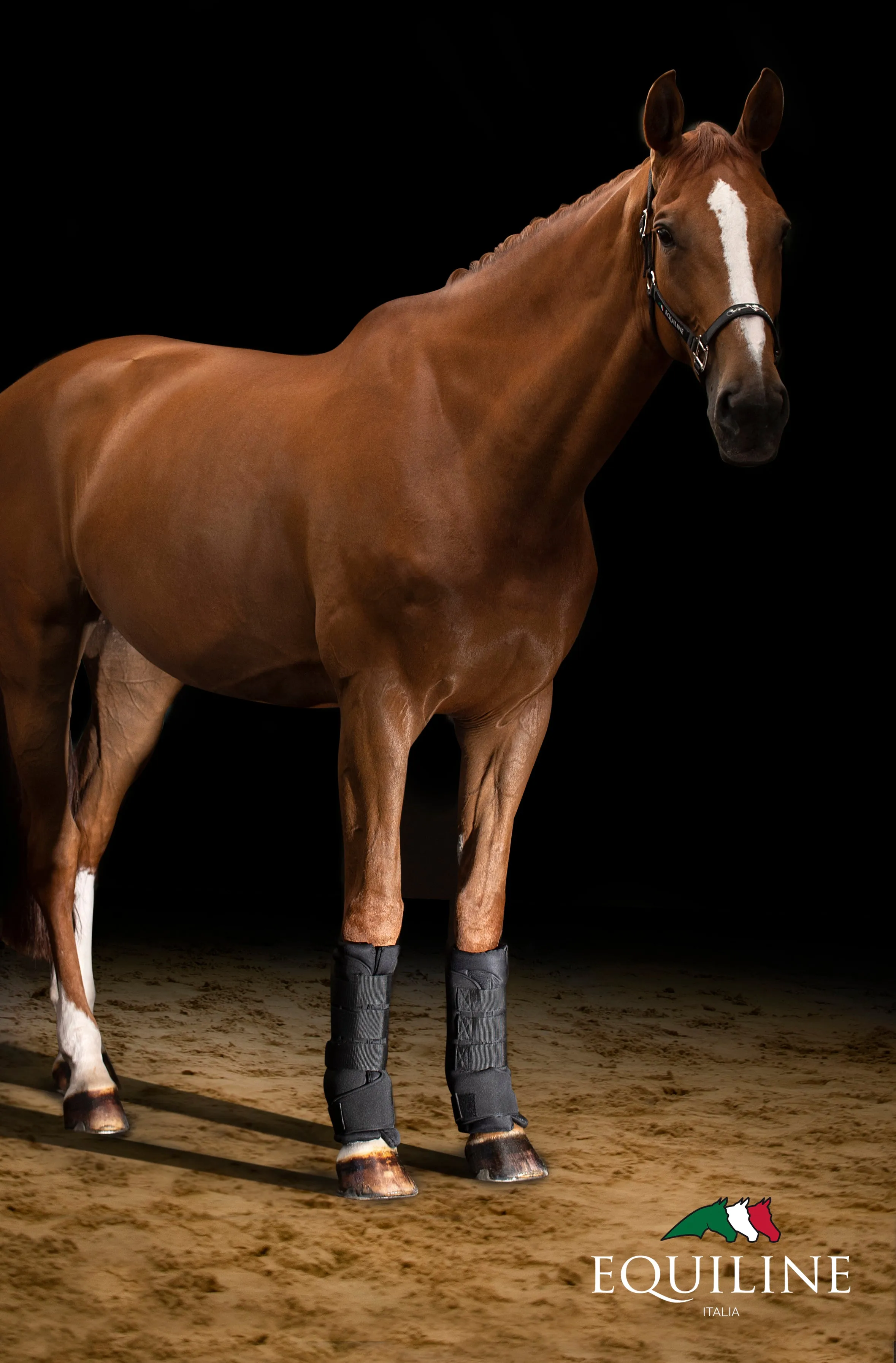 Equiline Therapeutic Stable Boots Cairo