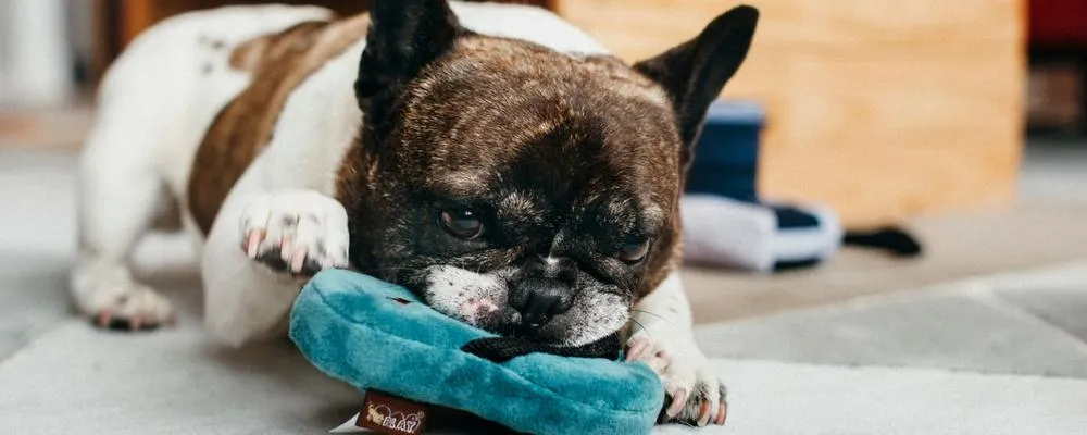 Flip Flop Sandal  Plush Dog Toy