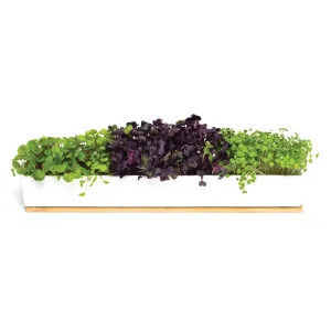 Microgreen Starter Pack to Grow Microgreens and Increase Your Nutrient Intake