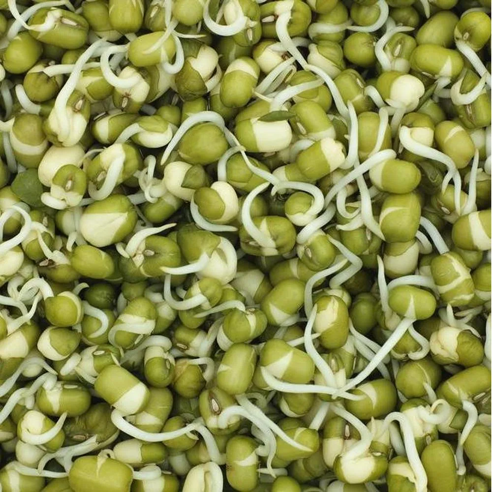 Microgreen Starter Pack to Grow Microgreens and Increase Your Nutrient Intake
