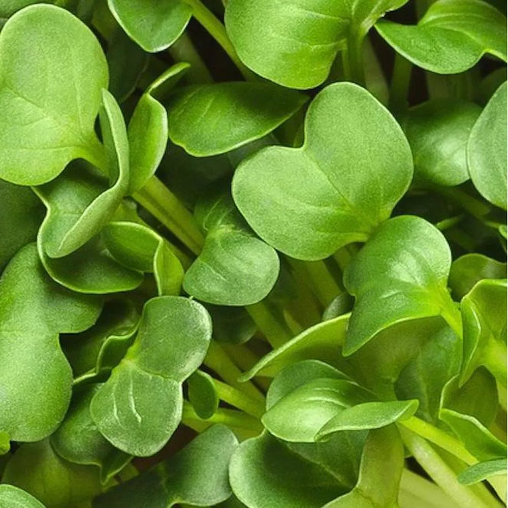 Microgreen Starter Pack to Grow Microgreens and Increase Your Nutrient Intake