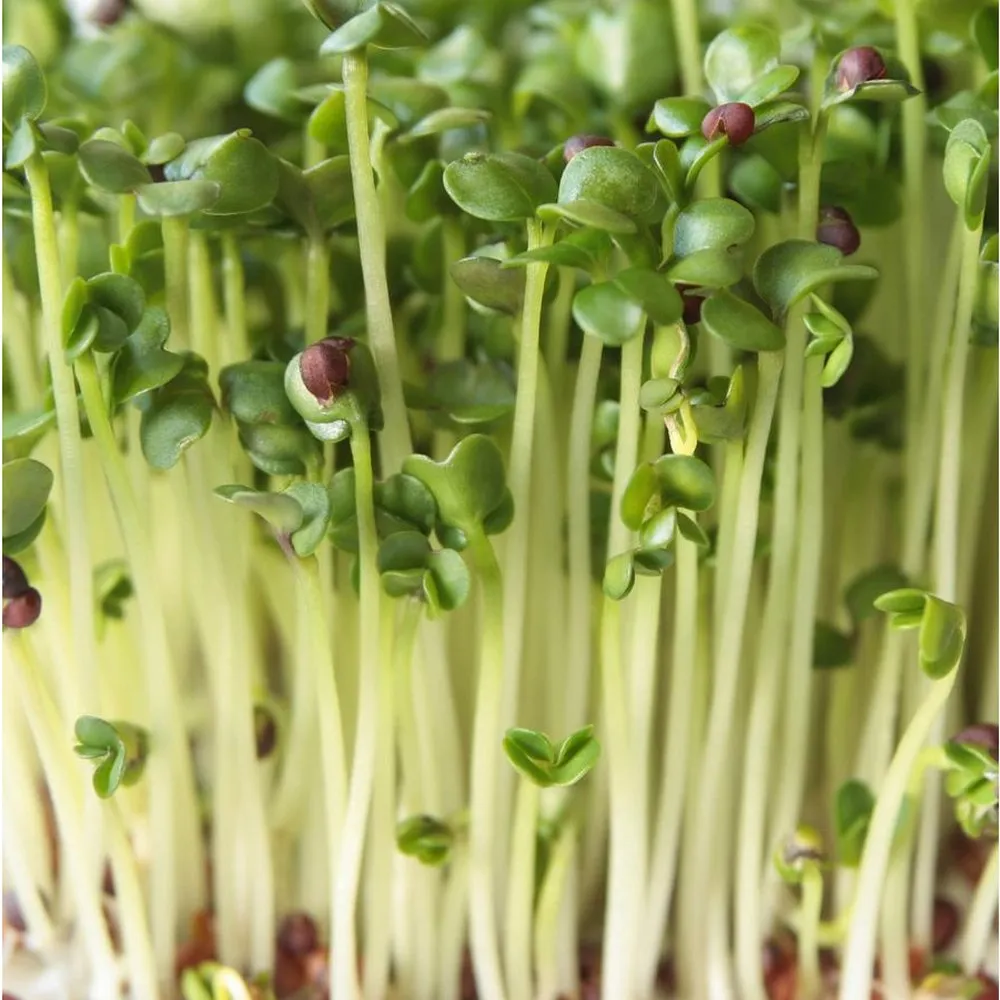 Microgreen Starter Pack to Grow Microgreens and Increase Your Nutrient Intake