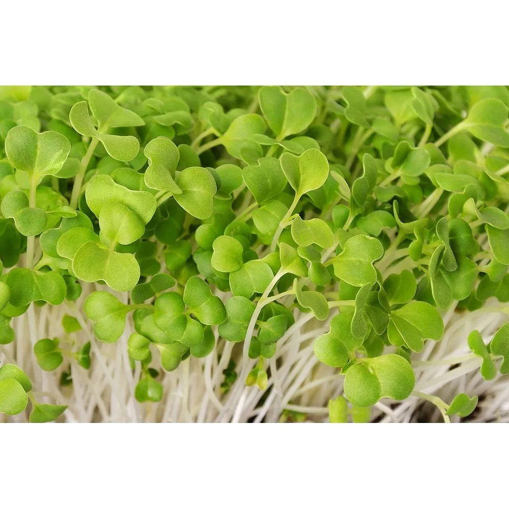 Microgreen Starter Pack to Grow Microgreens and Increase Your Nutrient Intake
