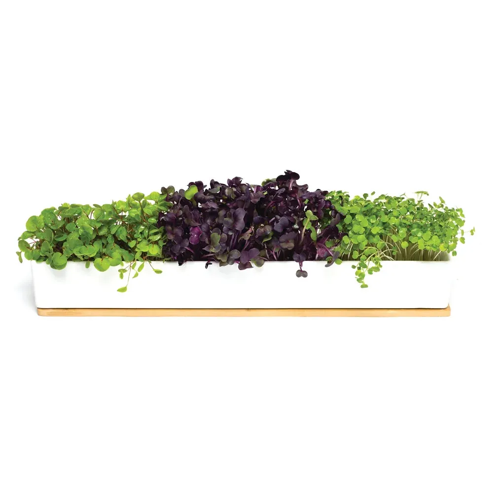 Microgreen Starter Pack to Grow Microgreens and Increase Your Nutrient Intake