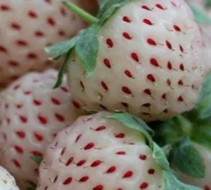 Strawberry Tree Seeds / Rare Colors  100 seeds