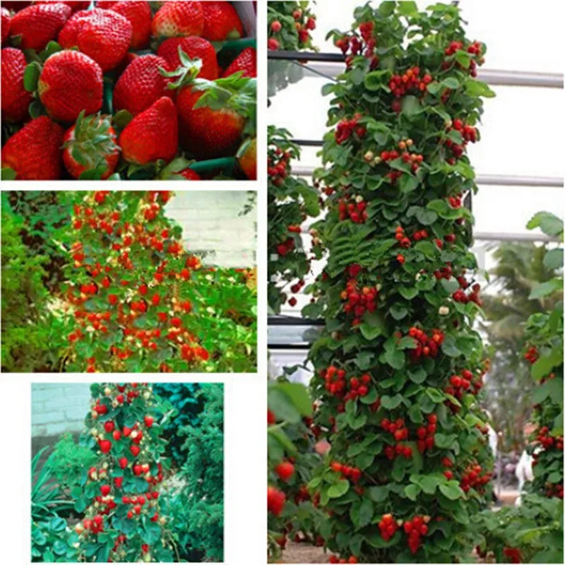 Strawberry Tree Seeds / Rare Colors  100 seeds