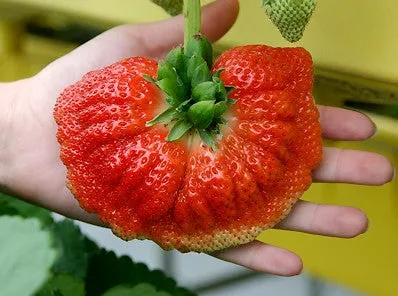 Strawberry Tree Seeds / Rare Colors  100 seeds
