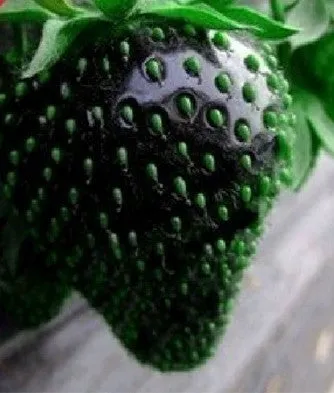 Strawberry Tree Seeds / Rare Colors  100 seeds