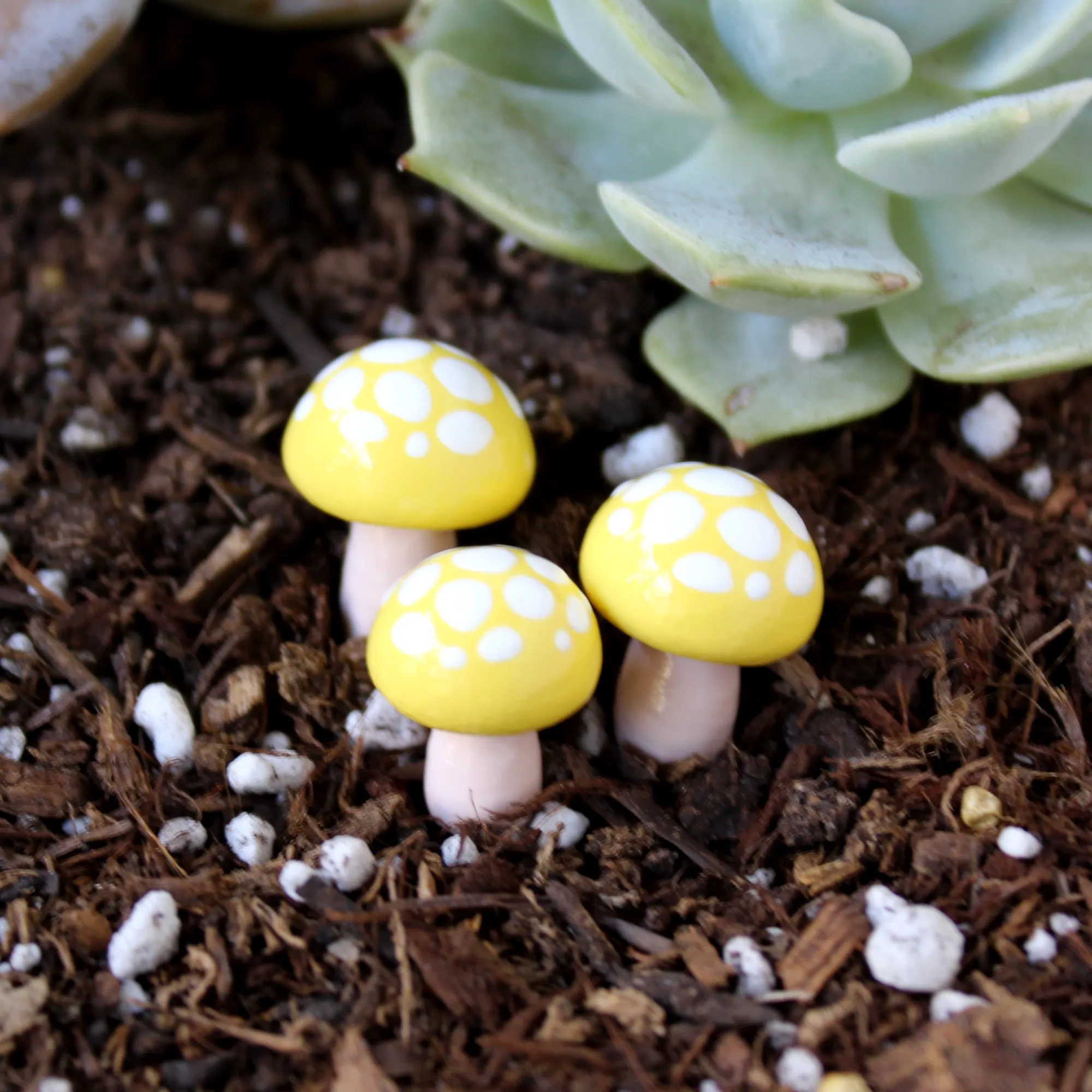 Sunny Toadstools (Set of 4)