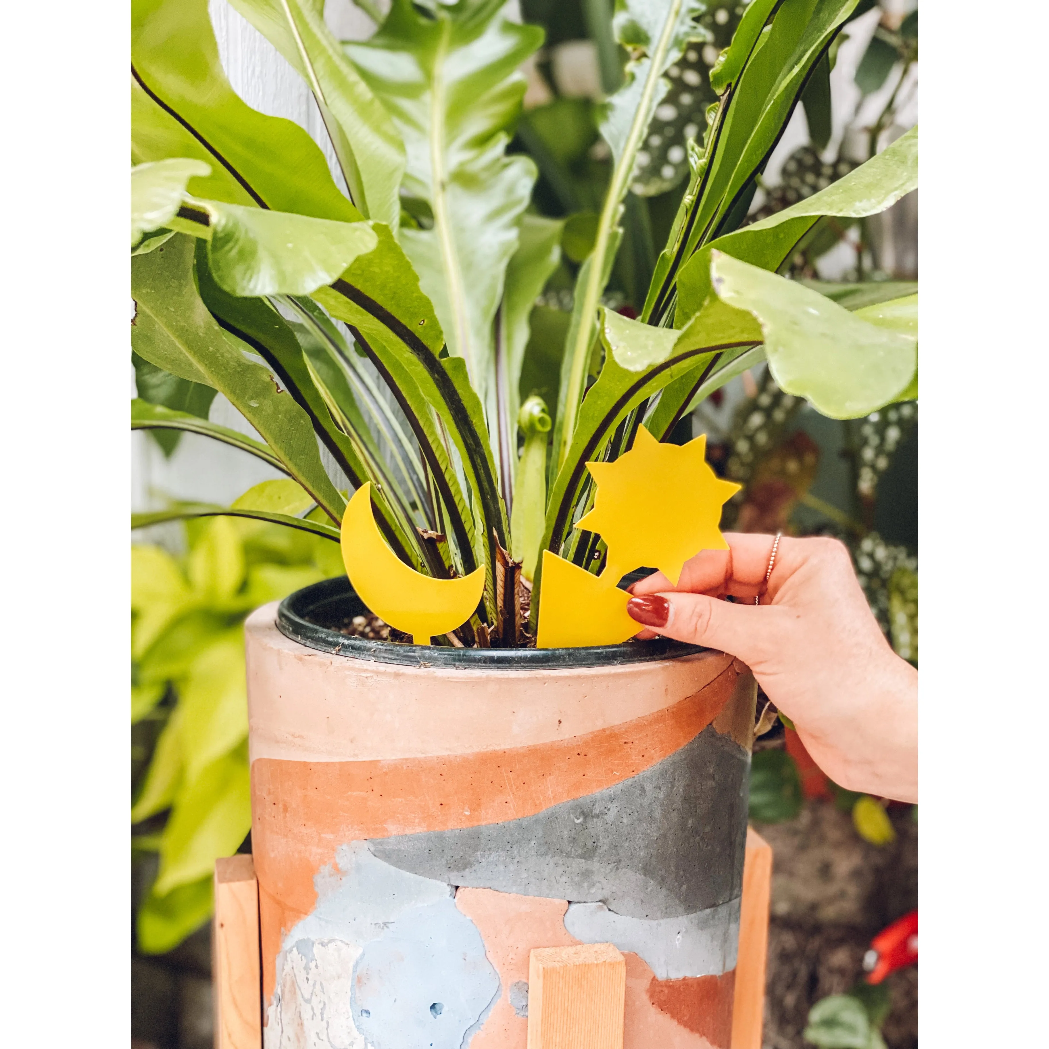The Sun   Moon Plant Sticky Traps