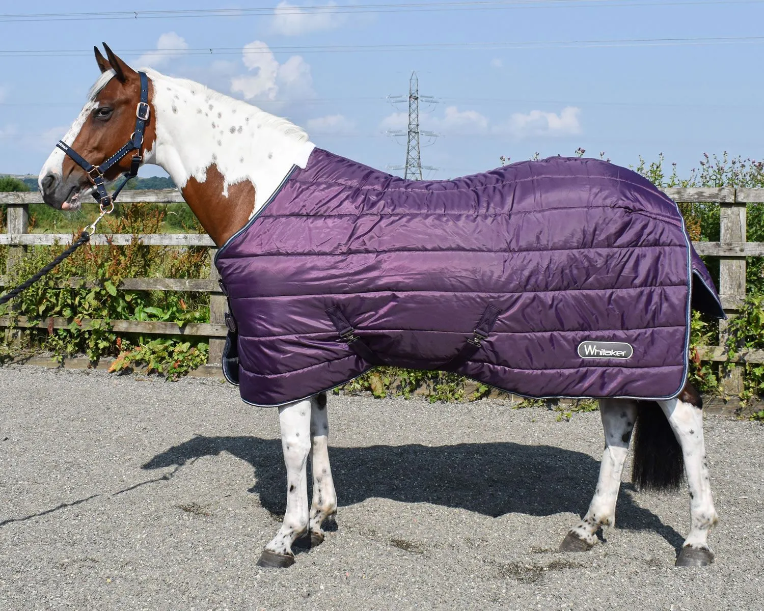 Whitaker Thistle Stable Rug 200Gm